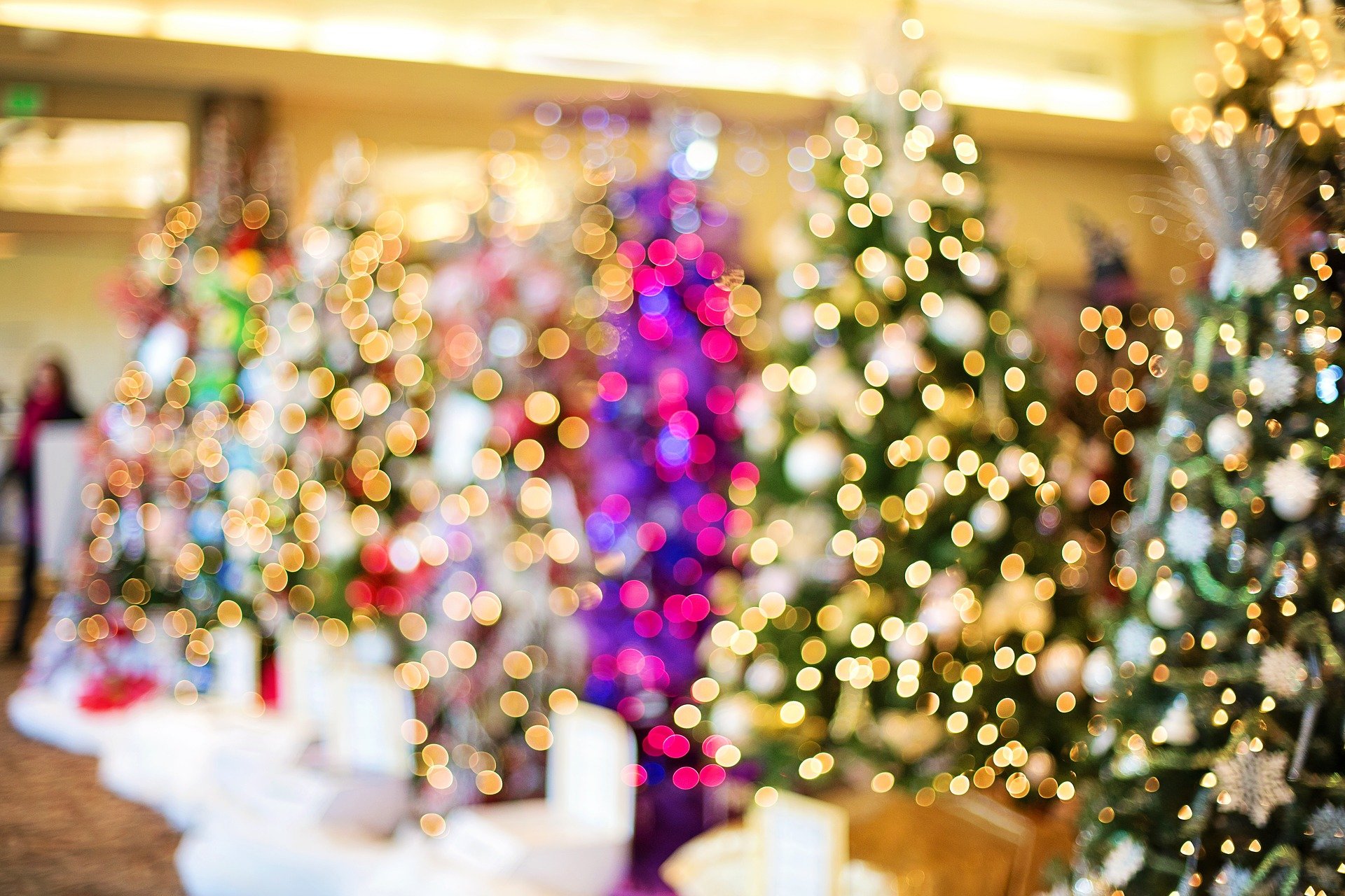 christmas-trees-1823943_1920.jpg